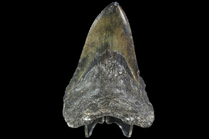 Bargain, Fossil Megalodon Tooth - North Carolina #91622